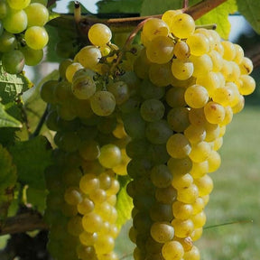 Wijnstok Solaris