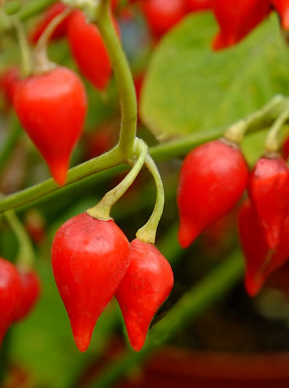 Pfeffersüße Tropfen rot 1 Pflanze (10.000 - 30.000 Scoville)