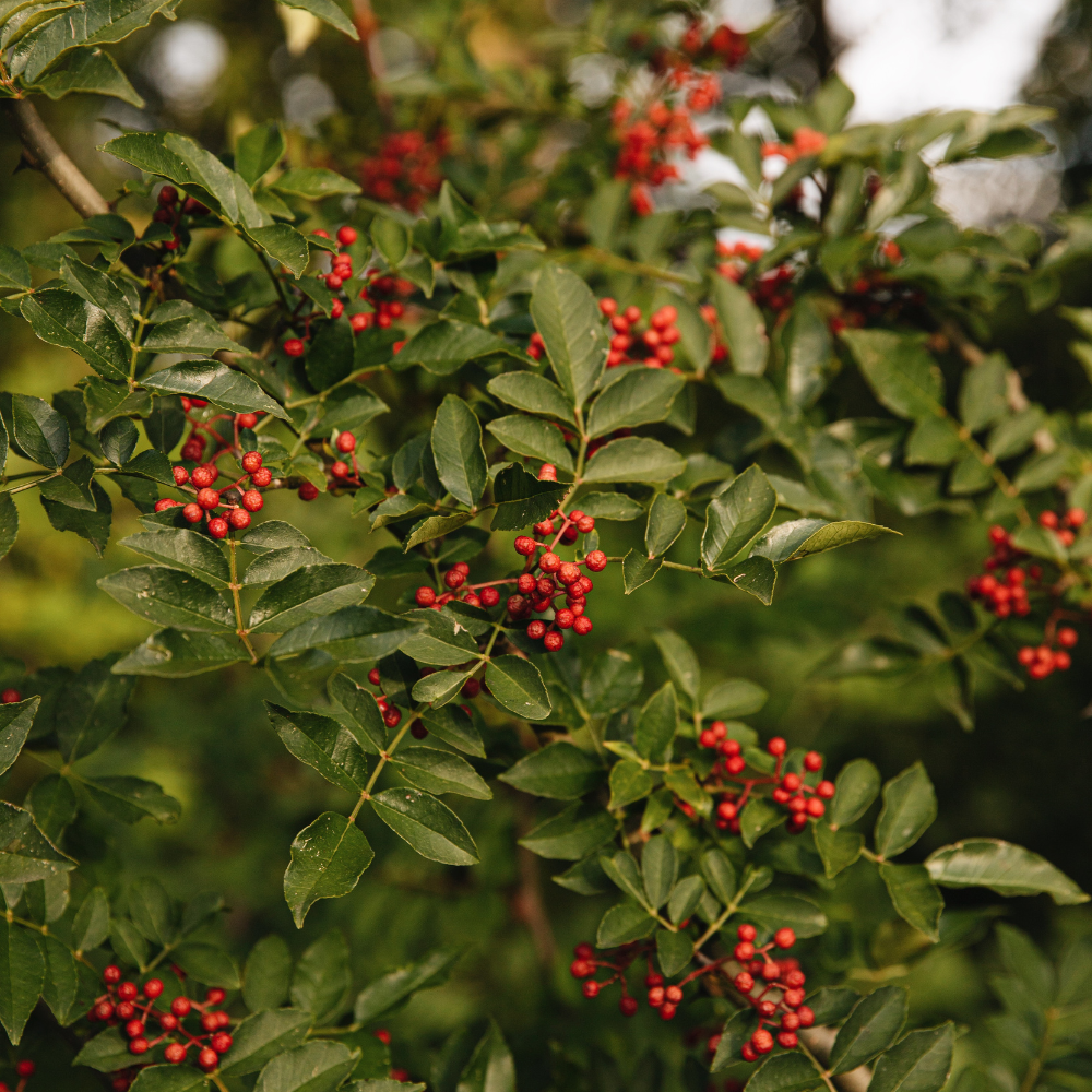 Sichuanpfeffer (Zanthoxylum simulans) Pflanze – 1 Jahr alter Sämling auf nackter Wurzel