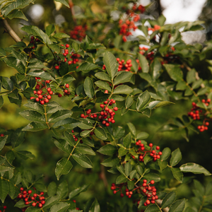 Sichuanpfeffer (Zanthoxylum simulans) Pflanze – 1 Jahr alter Sämling auf nackter Wurzel