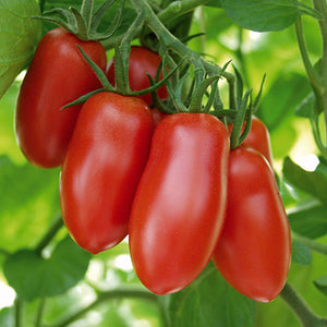 Naturen flüssiger Tomatendünger Flasche 1 Liter (Menge wählen)