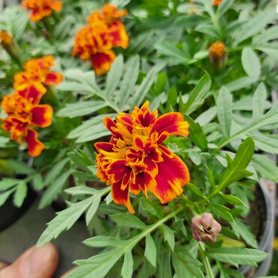 Tagetes African marigolds Red-Orange flamed in pot 7 cm 1 plant