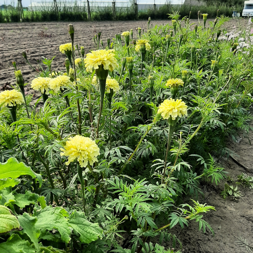 Tagetes erecta (Ringelblume) – Zucker- und Gewürzweiß