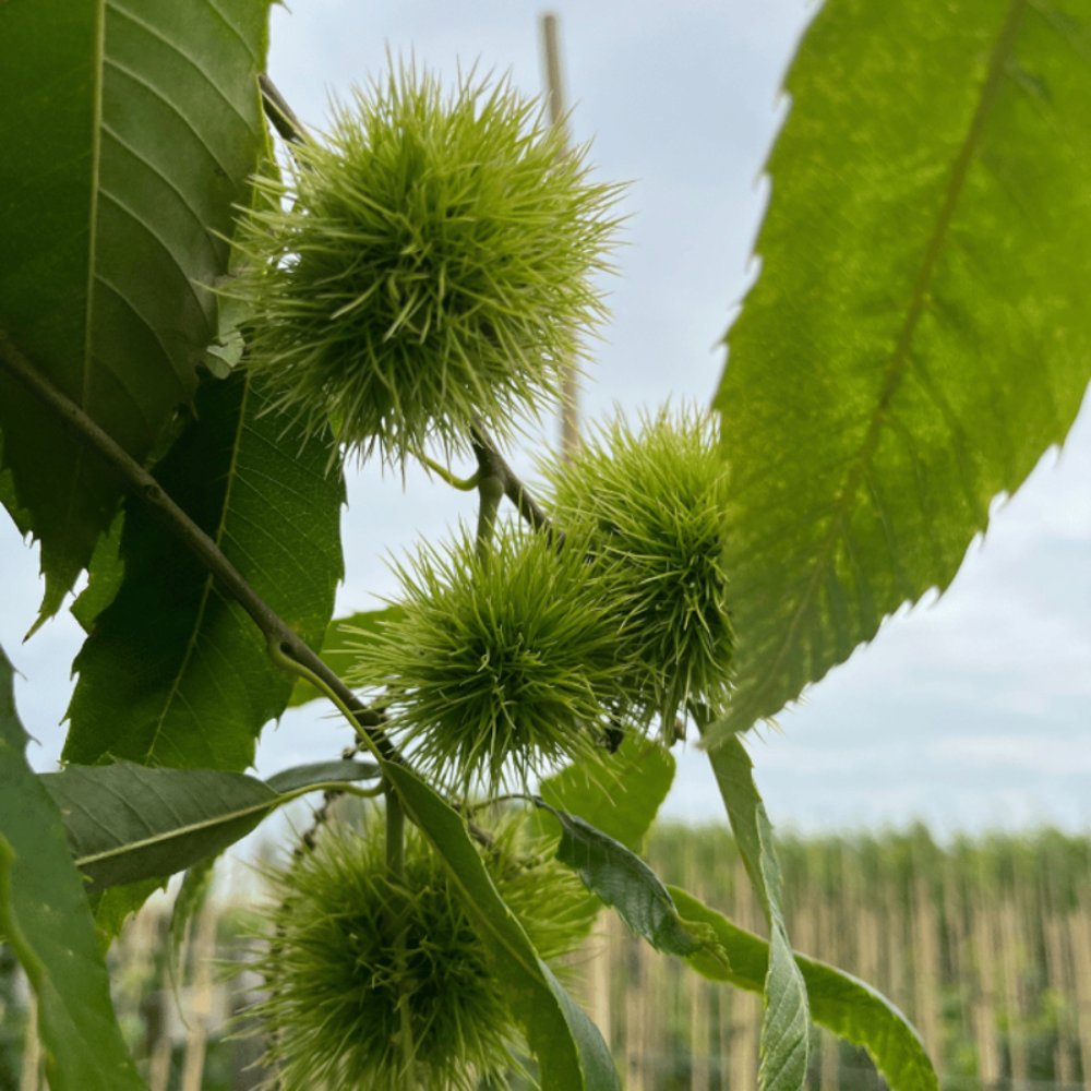 Kastanienbaum Tamme 'Marigoule'