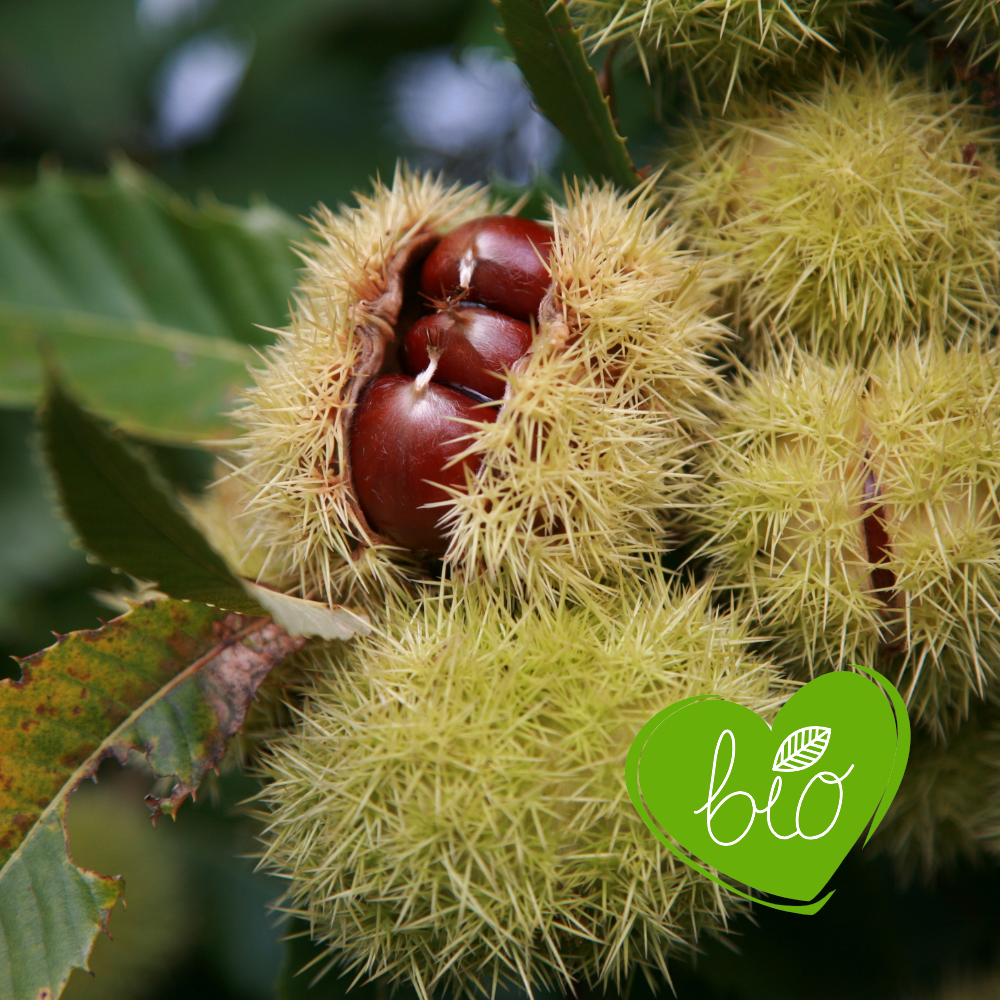 Sweet chestnut tree BIO