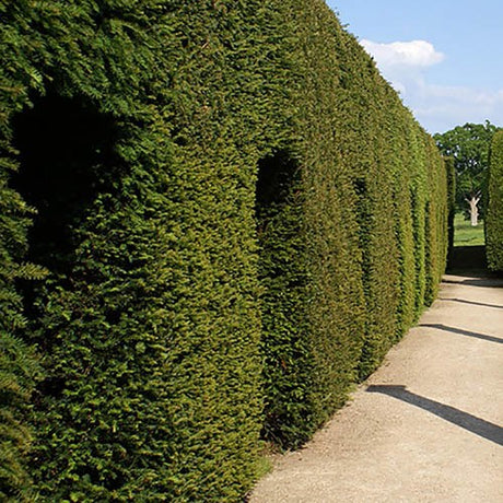 If ou Venijnboom (Taxus baccata) - racine nue - 30/40 cm