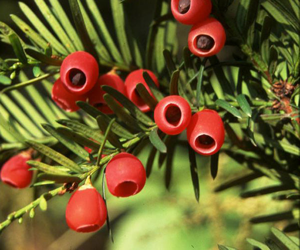 Taxus of Venijnboom (Taxus baccata) - blote wortel - 30/40 cm