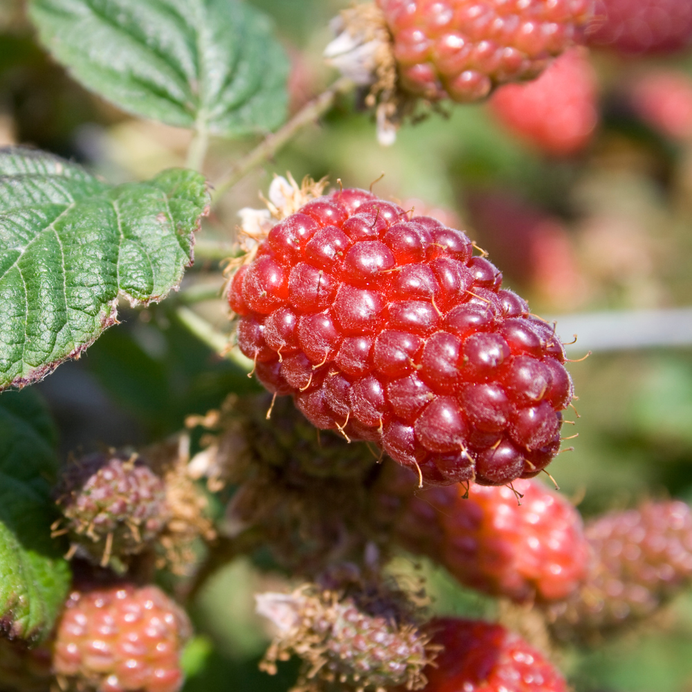 Tayberry 'Buckingham Thornless' - Blote wortel
