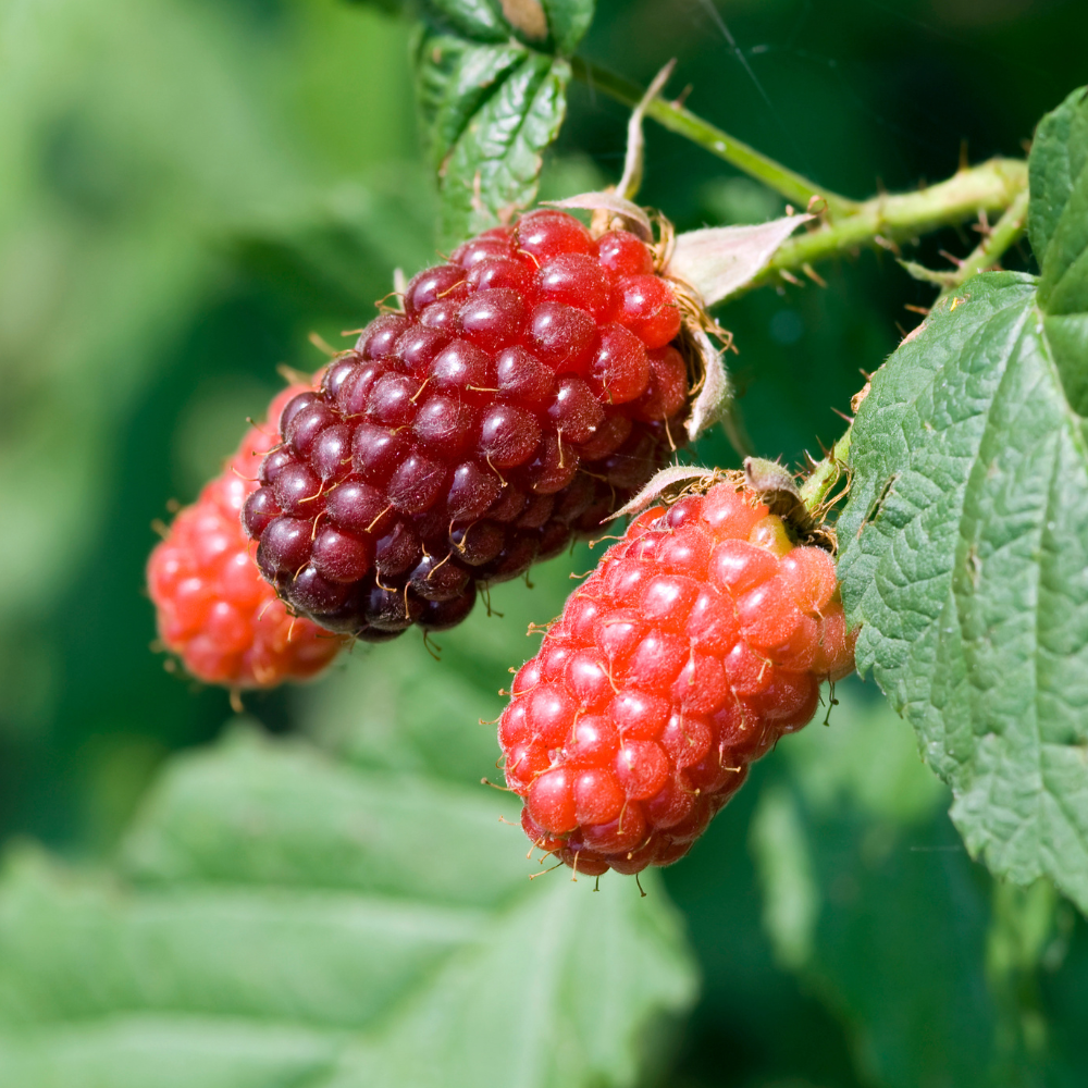 Tayberry (croisement framboise/mûre) BIO
