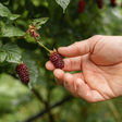 Tayberry 'Buckingham Thornless' - Doornloos - Blote wortel - Plukkers.com