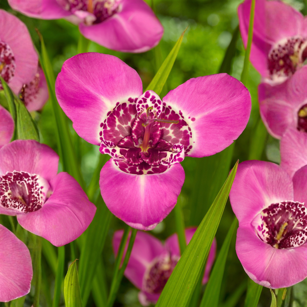 Tijgerbloem 'Lilacea' - 15 stuks