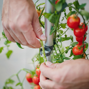 Tom TOMATO – Tomato Buddy – stabile Kletterhilfe