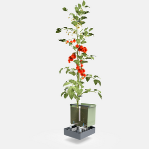 Tom Tomato - tomatenpot met waterreservoir & klimsteun