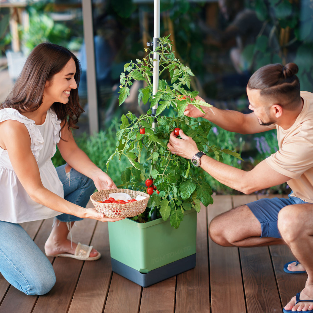 Tom Tomato - Tomatenpot (kies kleur)