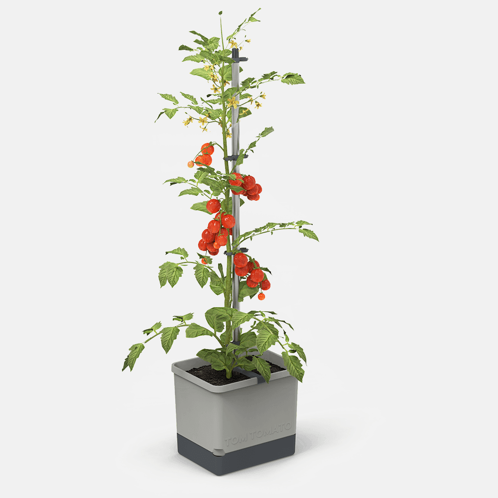 Tom Tomato - Tomatenpot (kies kleur)