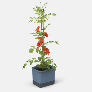 Tom Tomato - Tomatenpot (kies kleur)