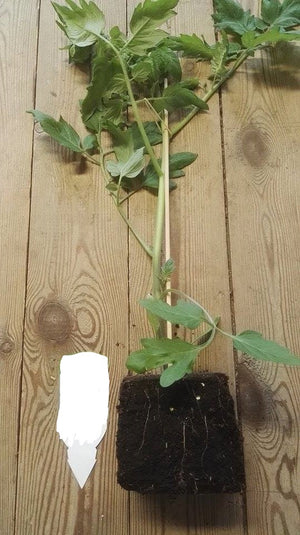 Kirschtomate rot Typ Sweet F1 1 Pflanze