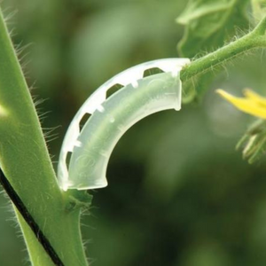 Rankenklammern für Tomaten, weiß, 5 mm – Stützt Trauben dicker Tomaten 