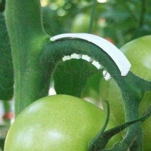 Rankenklammern für Tomaten, weiß, 5 mm – Stützt Trauben dicker Tomaten 