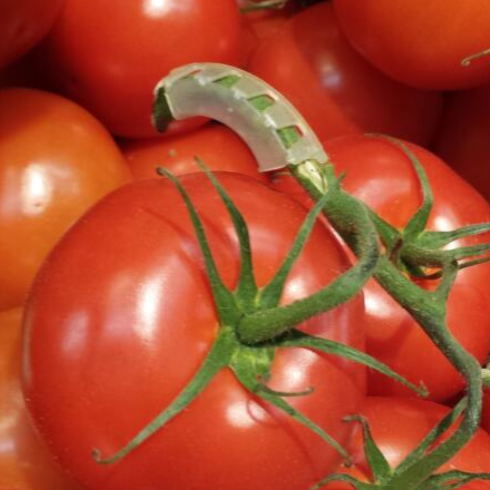 Rankenklammern für Tomaten, weiß, 5 mm – Stützt Trauben dicker Tomaten 