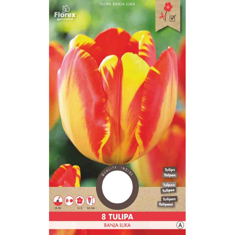 Tulp Darwin Banja Luka - 8 stuks