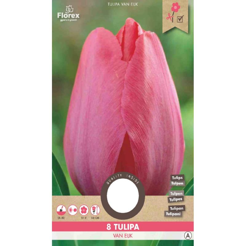 Tulipe Darwin Van Eyk 12/+ 8 pièces