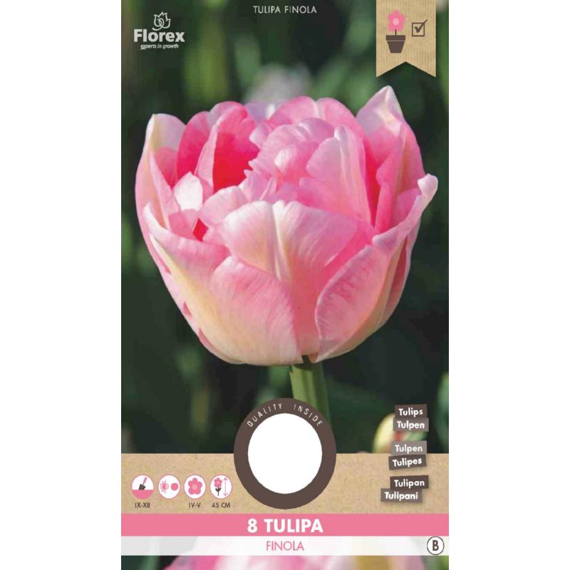 Tulp Finola - 8 stuks