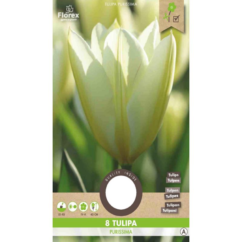 Tulpe Fosteriana Purissima - 8 Stück