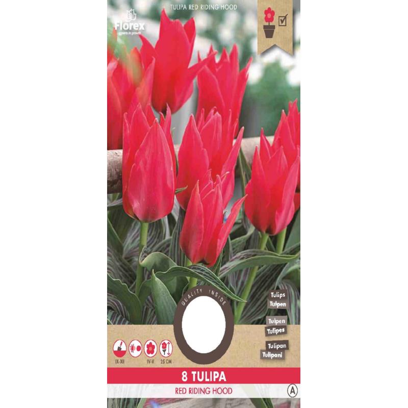 Tulipe Greigii Beauté Orientale 11/12 8 pièces