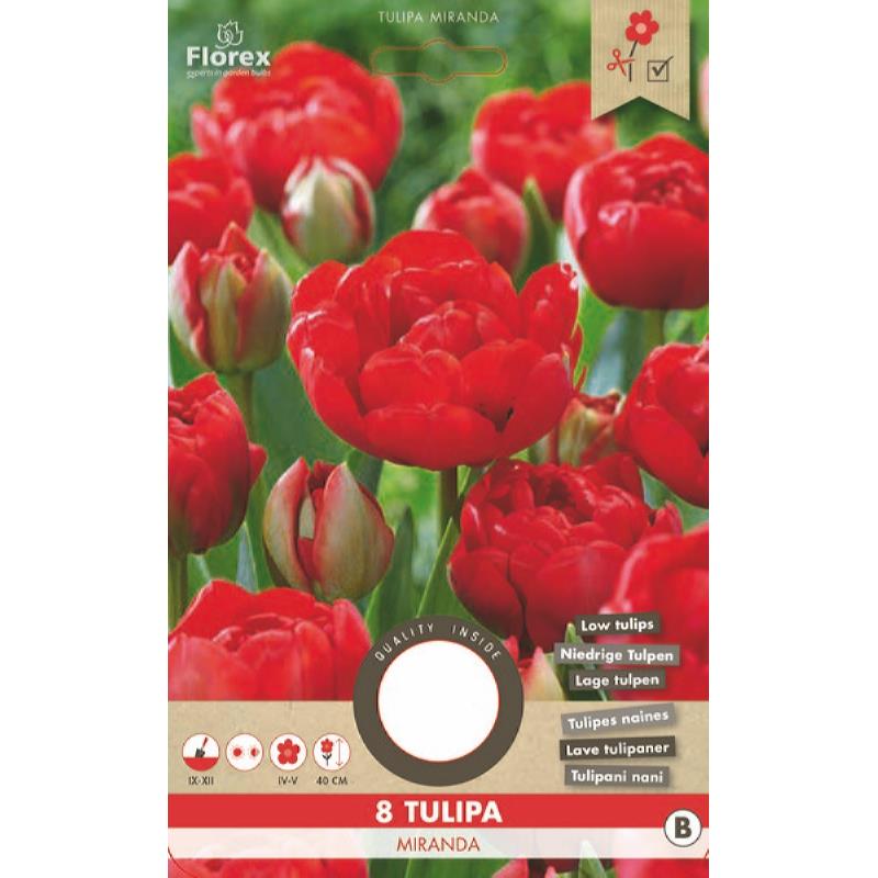 Tulp Viking Miranda - 8 stuks