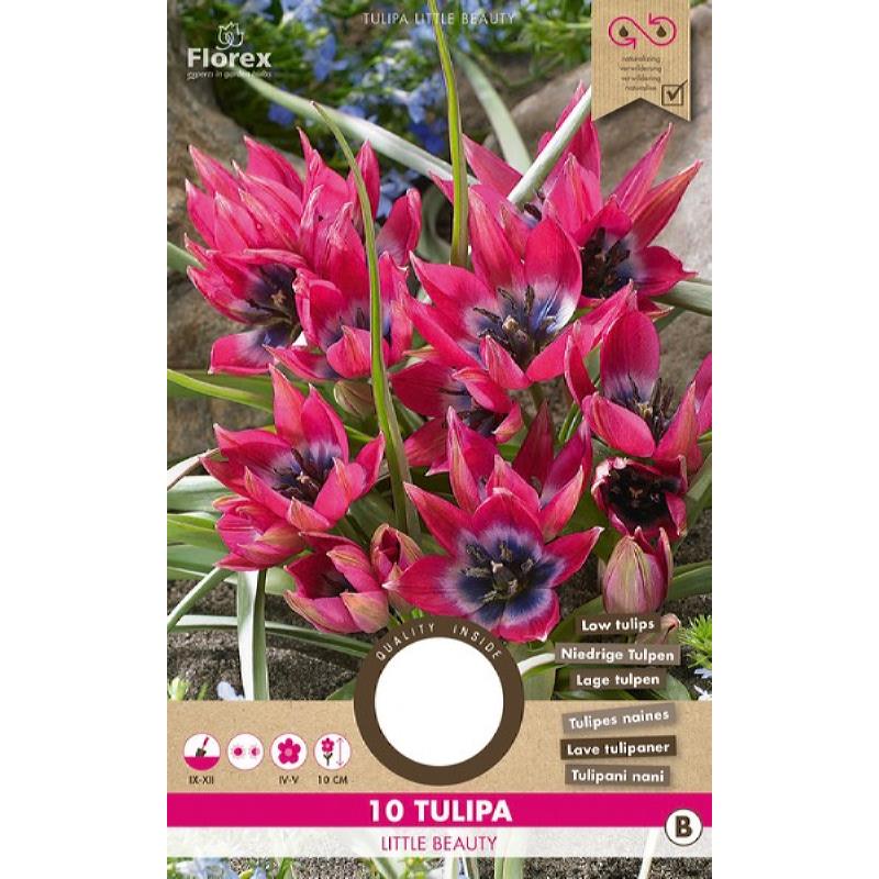 Tulpe Pulchella Little Beauty - 10 Stück