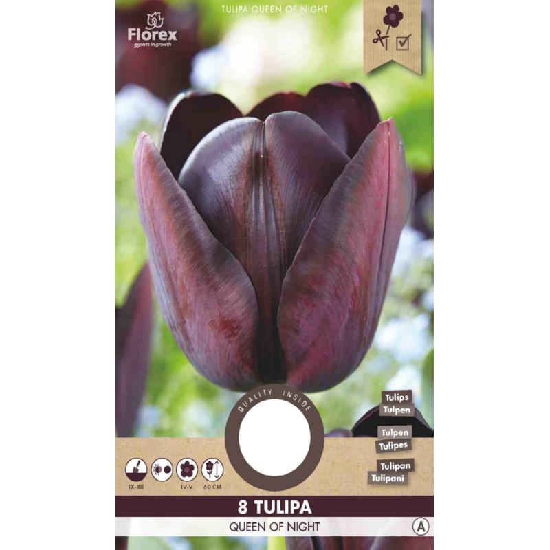 Tulipe Reine de la Nuit 11/12 8 pièces