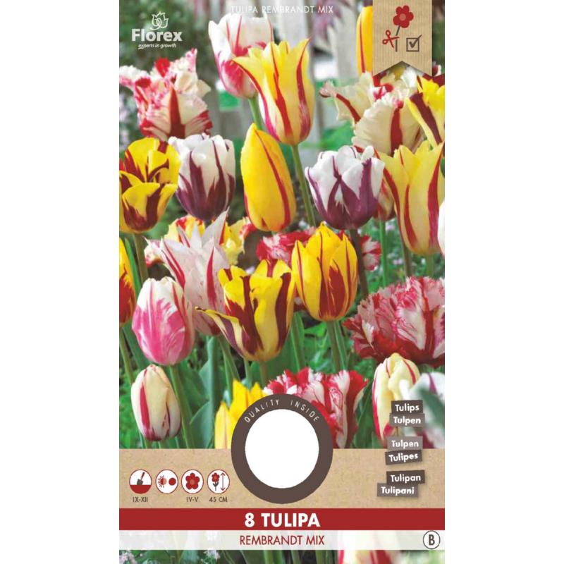 Tulpe Rembrandt gemischt - 8 Stück