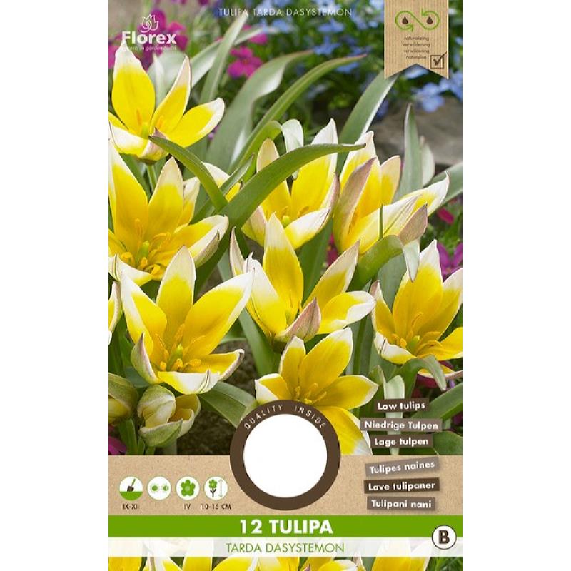 Tulp Tarda Dasystemon - 12 stuks