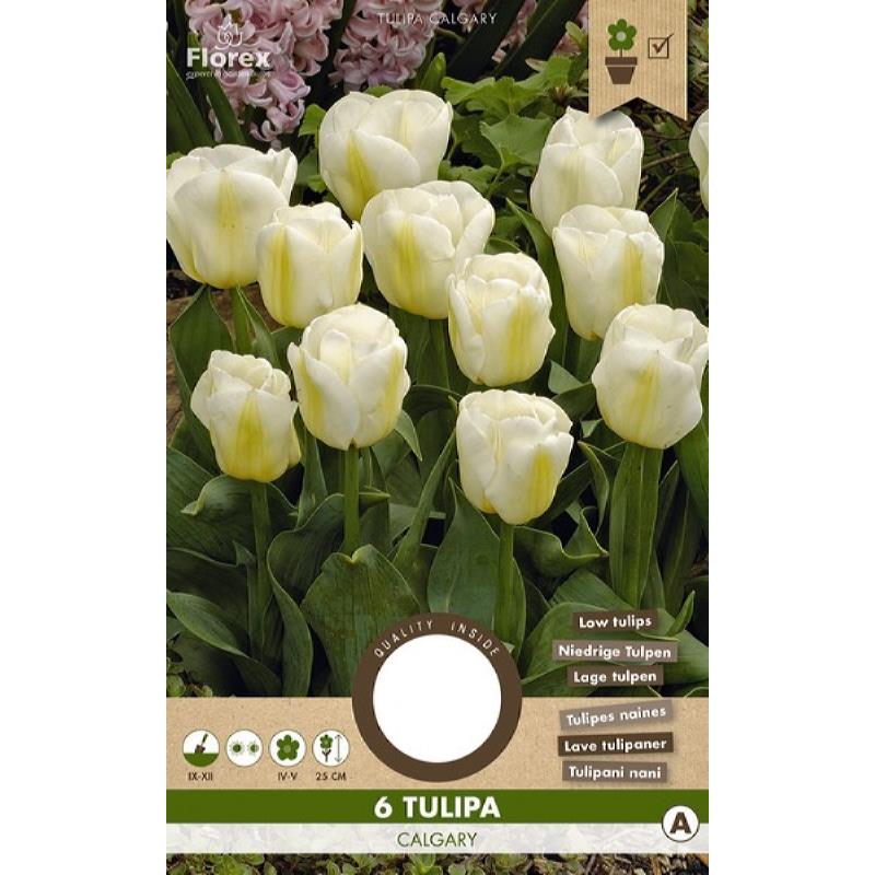 Tulp Triumph Calgary - 6 stuks