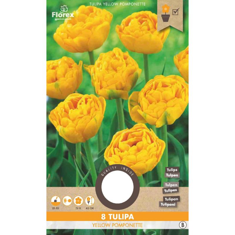 Pomponette Tulipe Jaune 11/12 8 pièces