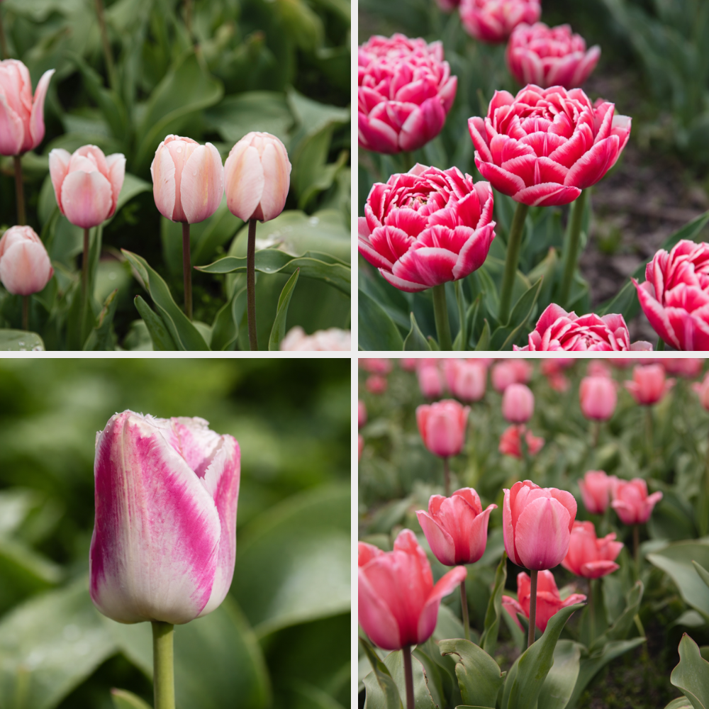 Tulpen pakket 'roze' BIO - 40 stuks