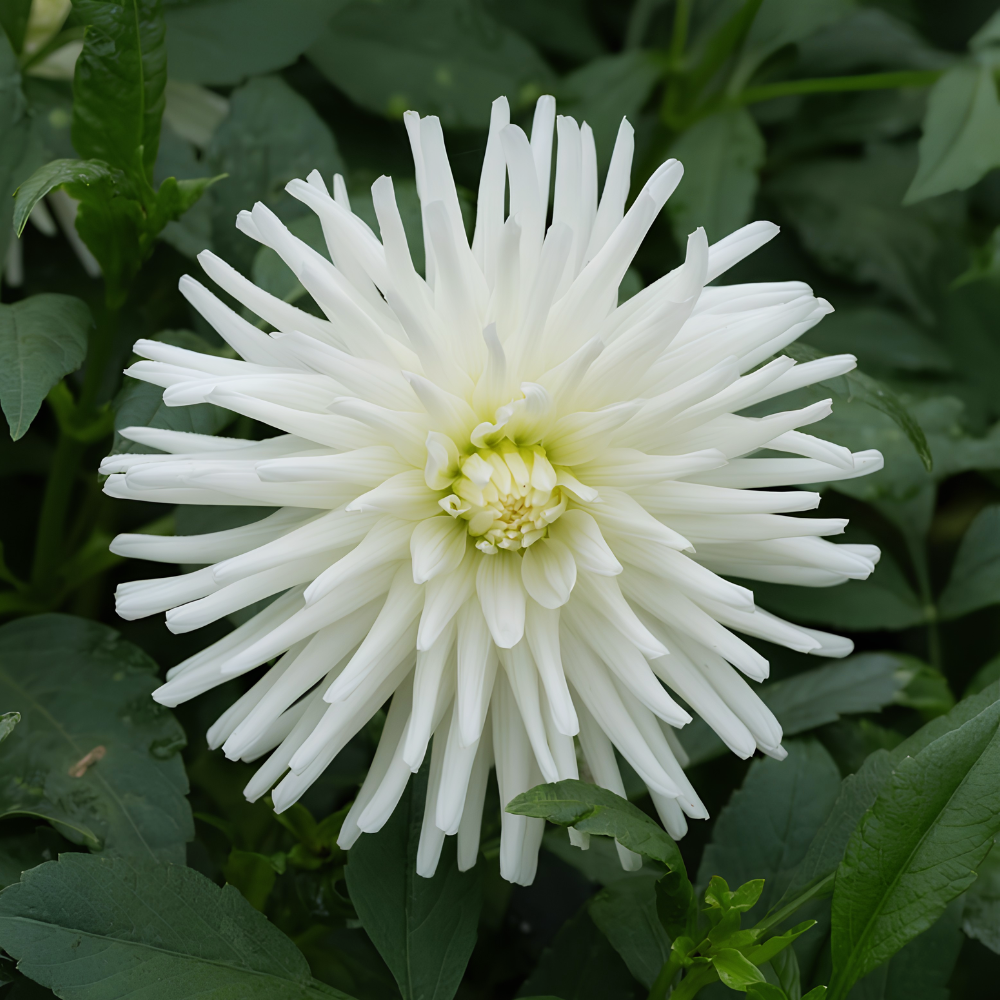 Dahlia 'Tutu'