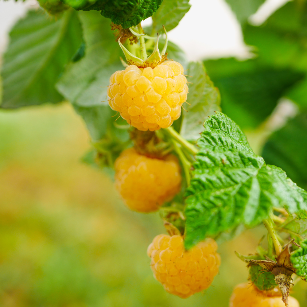 Herfst- en zomerframboos 'Twotimer Sugana yellow®'