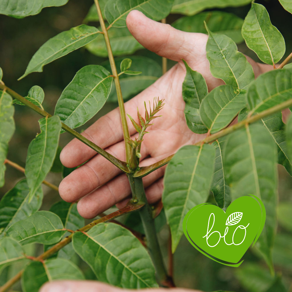 Arbre à soupe à l'oignon BIO
