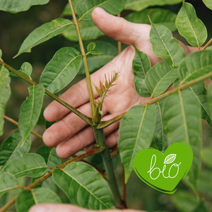 Arbre à soupe à l'oignon BIO
