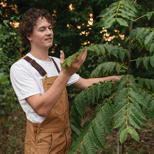 Arbre à soupe à l'oignon BIO