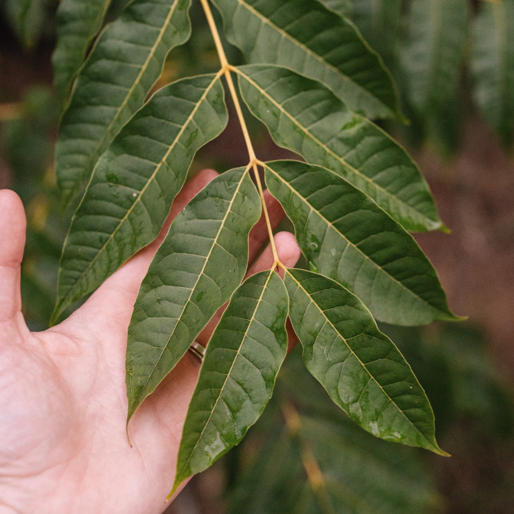 Arbre à soupe à l'oignon BIO