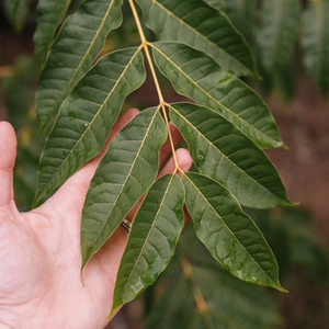 Arbre à soupe à l'oignon BIO
