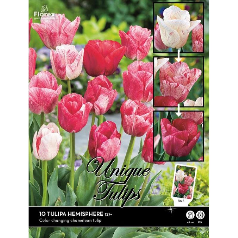 Tulp Hemisphere - 12stuks