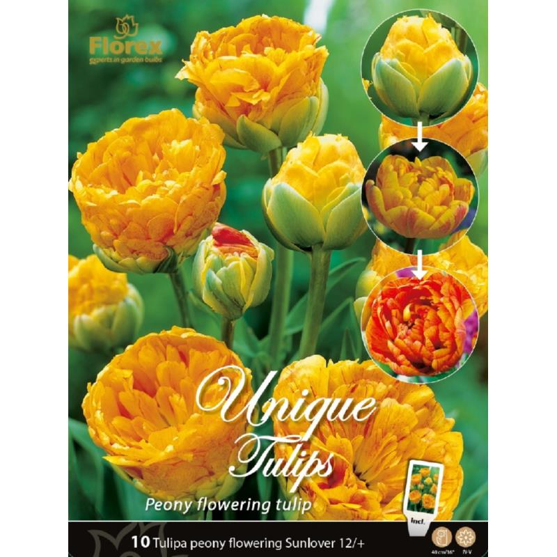 Ampoules Uniques Tulip Sunlover 11/12 10 pièces