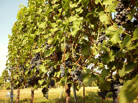 Vigne Prior sur porte-greffe SO4 (Piwi - résistant)