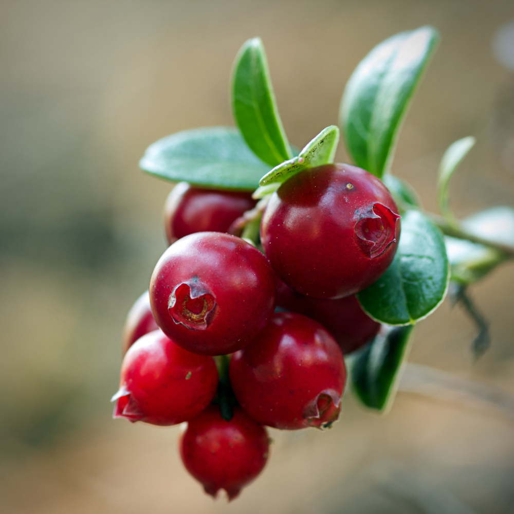 Cranberry cranberry 'Pilgrim'