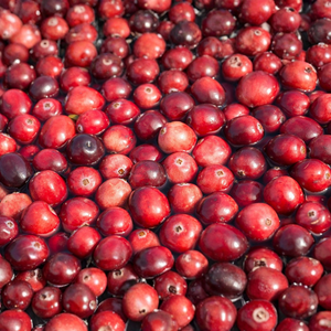 Cranberry cranberry 'Pilgrim'