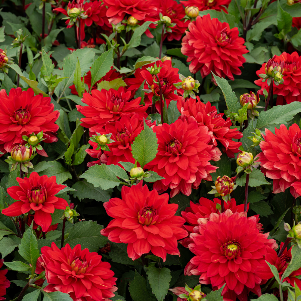 Dahlia 'Verwers Heatwave'